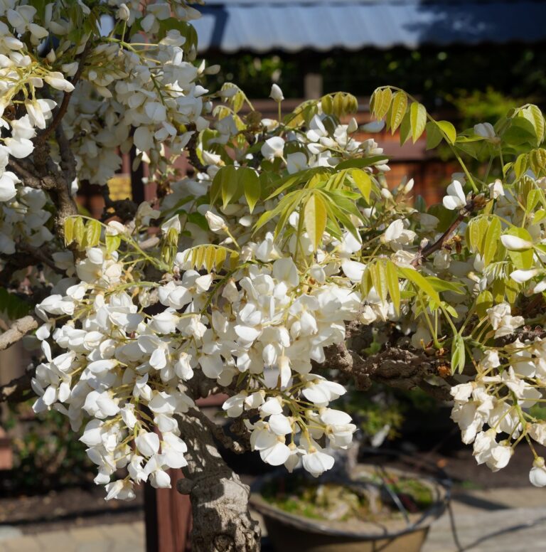 Spring Wisteria