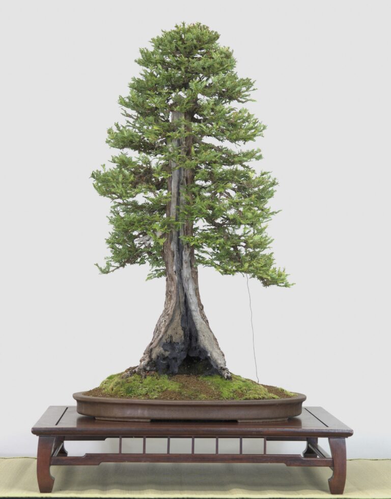 Coast Redwood