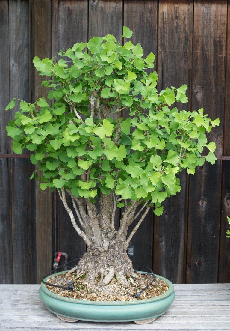 Ginkgo