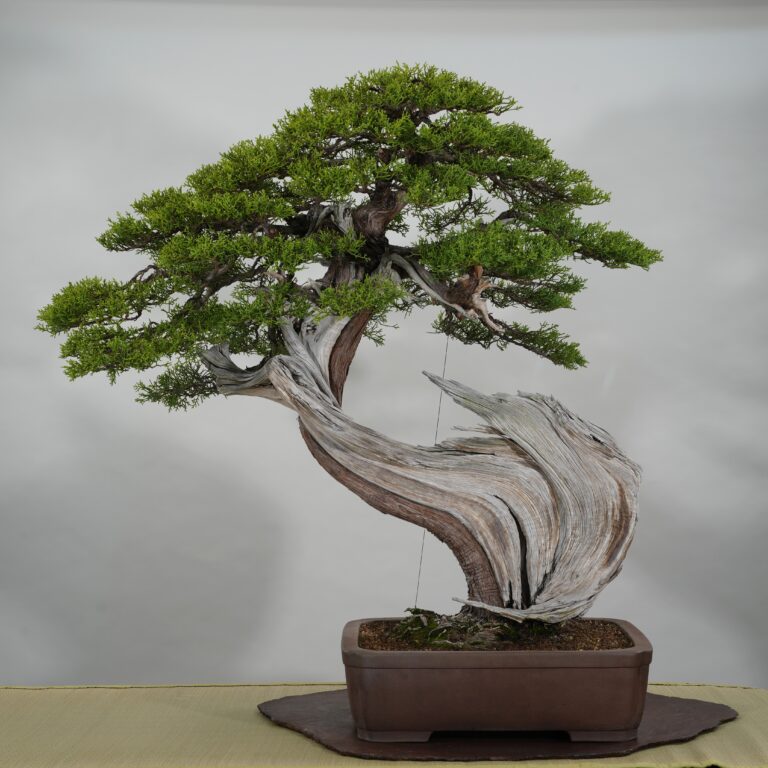 California Juniper
