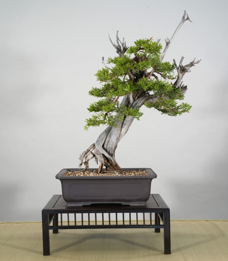 California Juniper