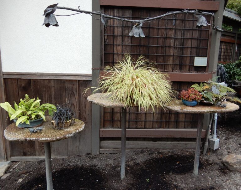 Accent Plants
