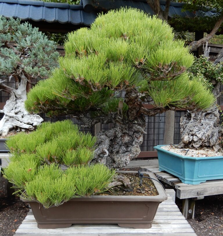 Japanese Black Pine