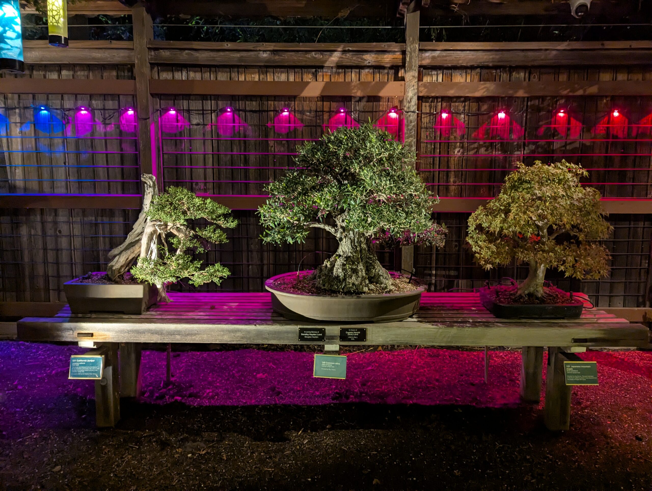 s bonsai Bonsai S-shape – Plant Studio LLC main image 1